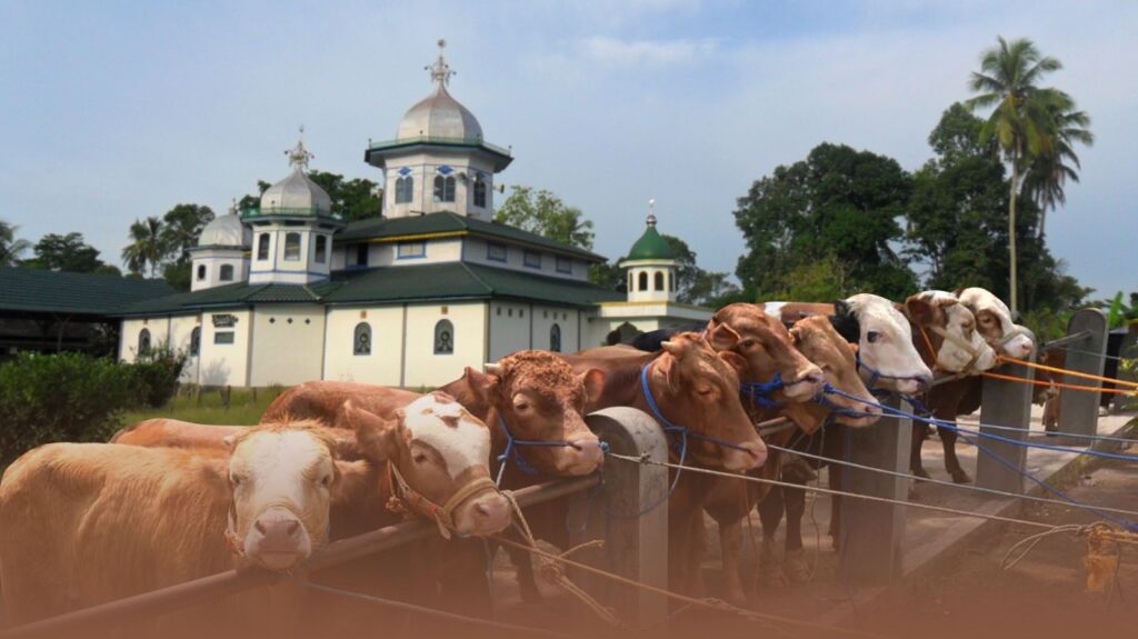 1098 sapi kurban APBN Prabowo Idul Adha 2026 hewan kurban masjid distribusi kehadiran negara Indonesia