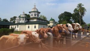 1098 sapi kurban APBN Prabowo Idul Adha 2026 hewan kurban masjid distribusi kehadiran negara Indonesia